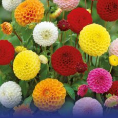 8718641970522 1 Dahlia Pompon Mixed.jpg